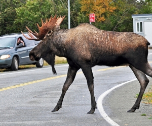 Moose