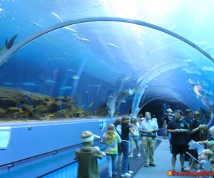 Georgia Aquarium