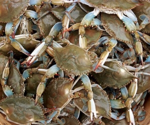 Steamed Blue Crabs