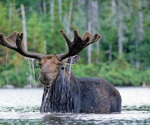 Moose
