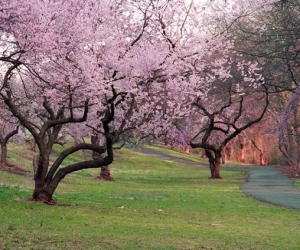 Cherry Blossoms